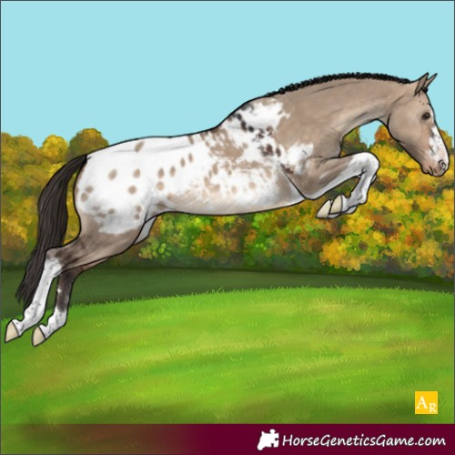 Horse Color:Bay Dun Tobiano Appaloosa