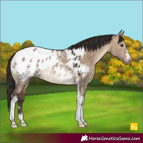 Horse Color:Bay Dun Tobiano Appaloosa 