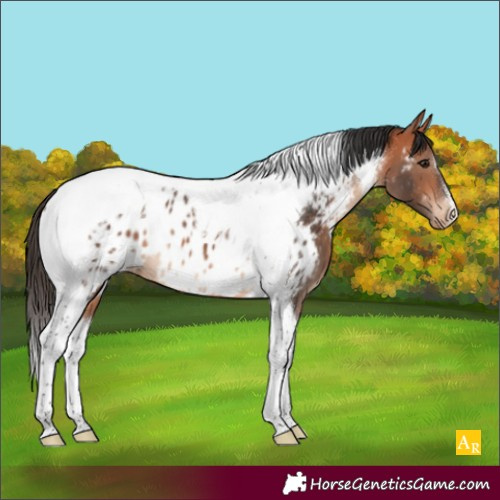 Horse Color:Bay Tobiano Near Leopard 