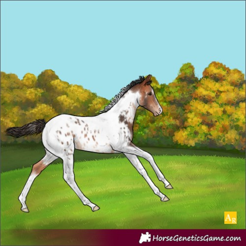 Horse Color:Bay Tobiano Appaloosa 