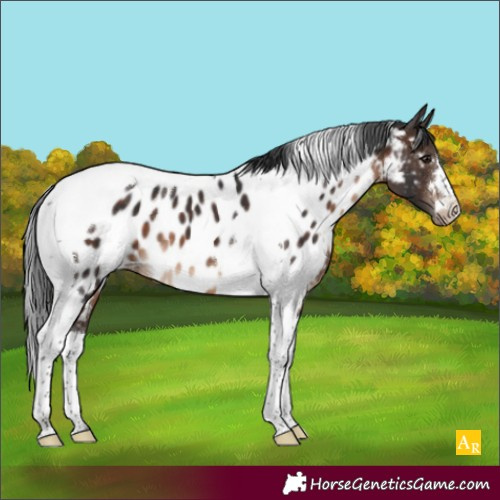 Horse Color:Brown Tobiano Appaloosa