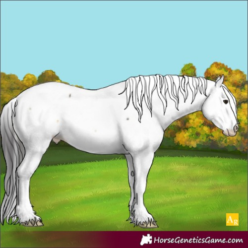 Horse Color:Buckskin Tobiano Appaloosa Rabicano 