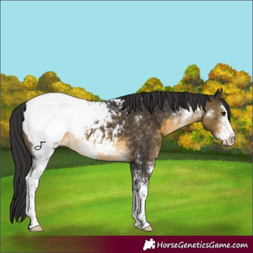 Horse Color:Buckskin Sabino Appaloosa