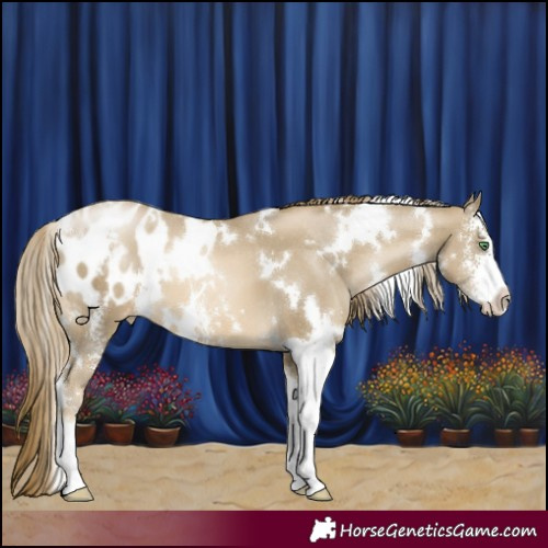 Horse Color:White Spotted Smoky Black Pearl Sabino Appaloosa