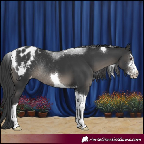 Horse Color:Black Sabino Tobiano Appaloosa Rabicano 
