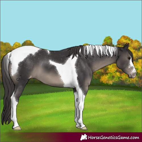 Horse Color:Smoky Black Tobiano Appaloosa 