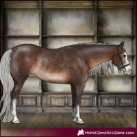 Horse Color:Silver Brown Sabino Rabicano