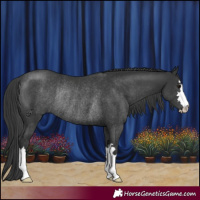 Horse Color:Black Rabicano 