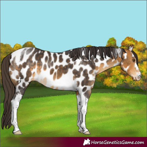 Horse Color:Buckskin Tobiano Appaloosa 