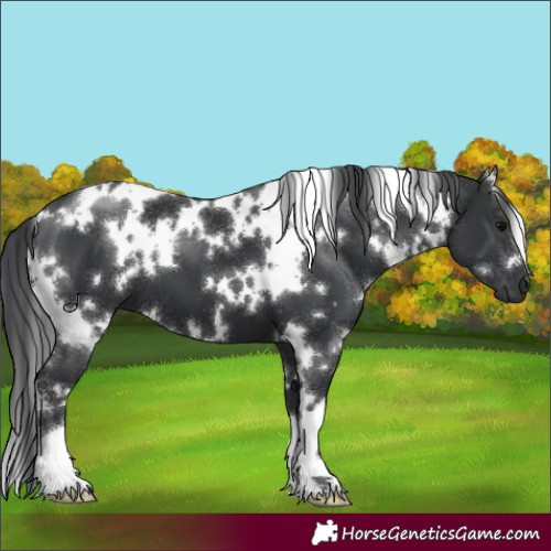 Horse Color:White Spotted Black 