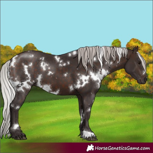Horse Color:White Spotted Silver Brown 