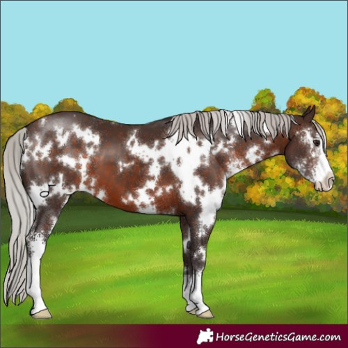 Horse Color:White Spotted Silver Brown Sabino 