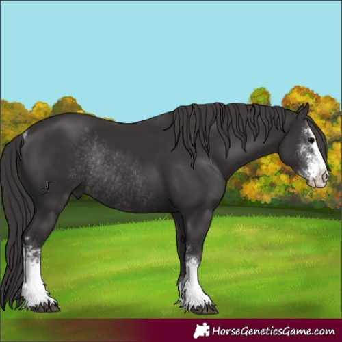 Horse Color:Smoky Black Sabino Rabicano