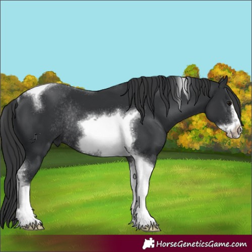 Horse Color:Black Tobiano Frame Rabicano