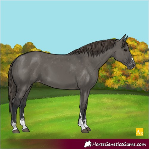 Horse Color:Unknown 