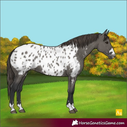 Horse Color:Unknown 