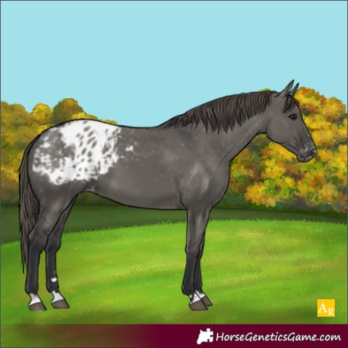 Horse Color:Grullo Blanket