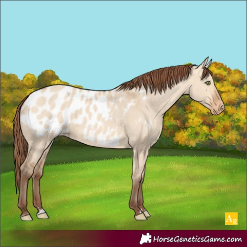 Horse Color:Amber Champagne Dun Appaloosa