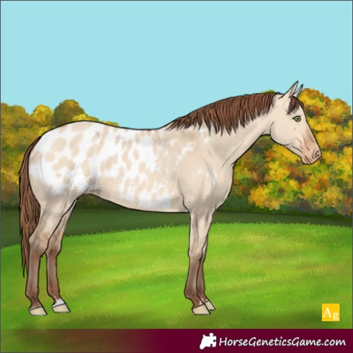 Horse Color:Amber Champagne Dun Blanket