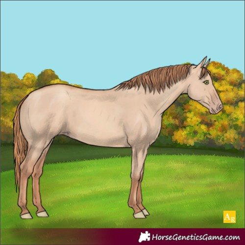 Horse Color:Gold Champagne Dun 