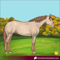 Horse Color:Gold Champagne Dun 