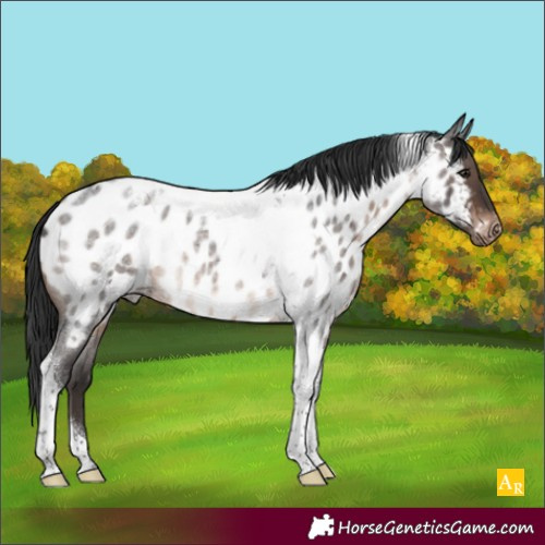 Horse Color:Brown Roan Tobiano Appaloosa 