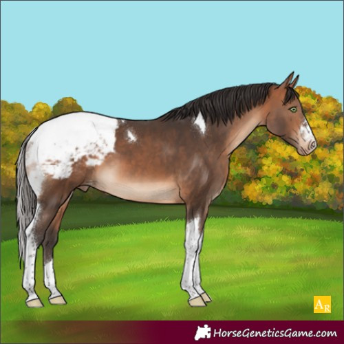 Horse Color:Bay Tobiano Appaloosa 