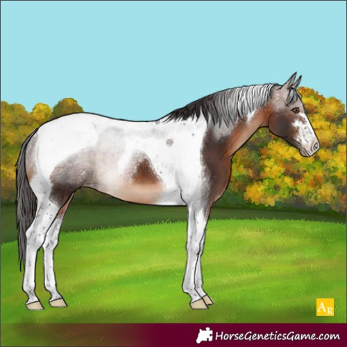 Horse Color:Brown Tobiano Appaloosa
