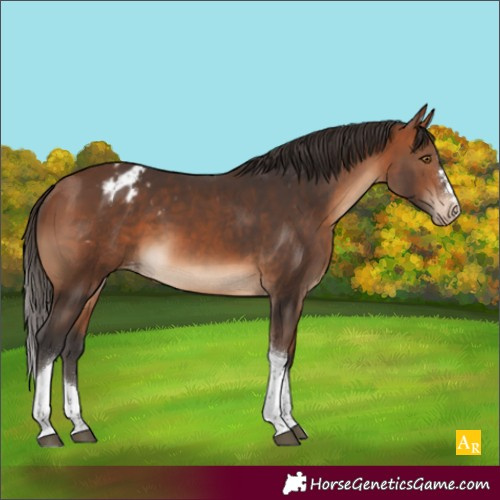 Horse Color:Bay Tobiano Appaloosa