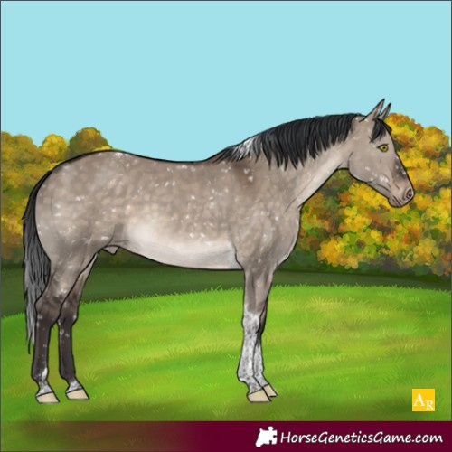 Horse Color:Brown Dun Tobiano Appaloosa