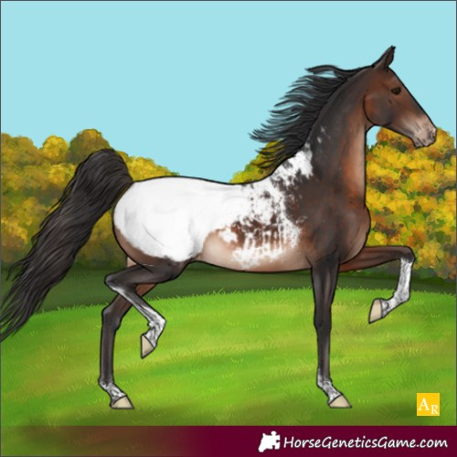 Horse Color:Brown Tobiano Appaloosa 