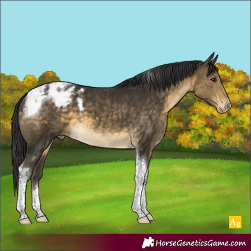 Horse Color:Buckskin Tobiano Appaloosa 