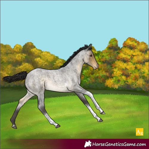 Horse Color:Buckskin Roan Tobiano Appaloosa 