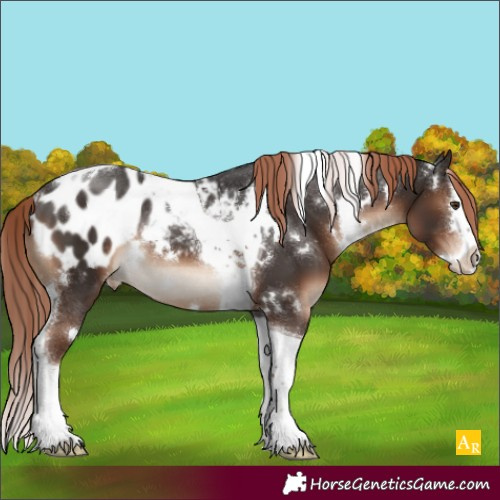 Horse Color:White Spotted Liver Chestnut Splash Tobiano Appaloosa Rabicano 