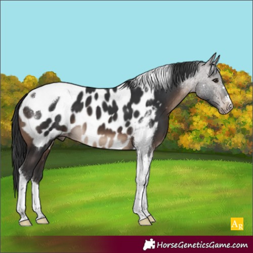 Horse Color:Brown Tobiano Appaloosa