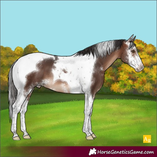 Horse Color:Brown Sabino Tobiano Appaloosa 