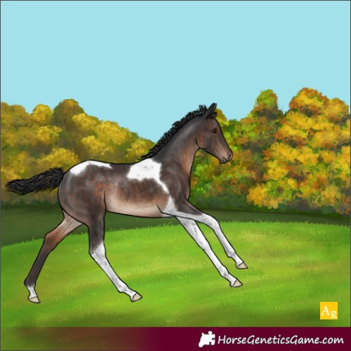 Horse Color:Brown Tobiano Rabicano 