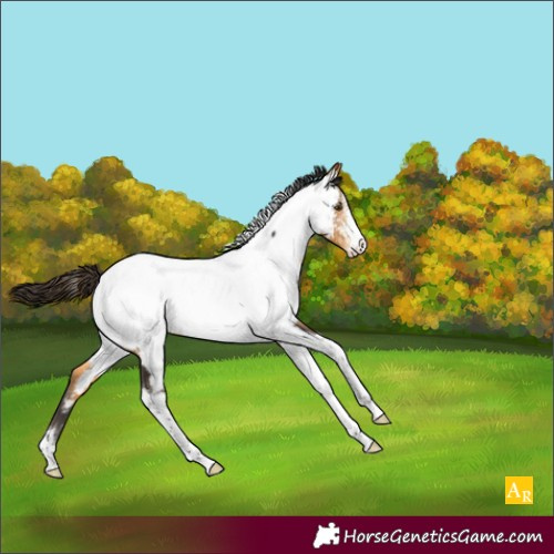 Horse Color:Buckskin Sabino Tobiano Appaloosa Rabicano 