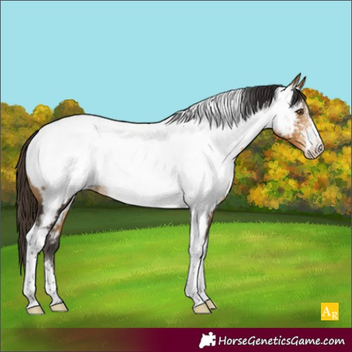Horse Color:Buckskin Sabino Tobiano Near Fewspot Rabicano 