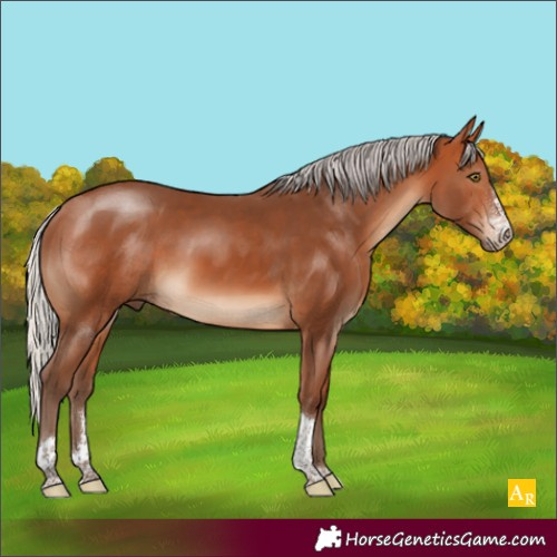 Horse Color:Silver Bay Sabino Tobiano Rabicano 