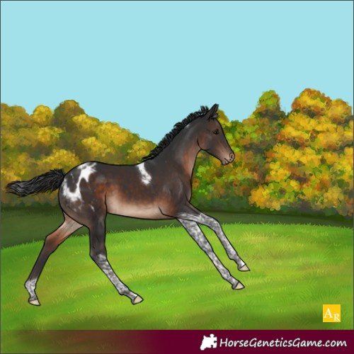 Horse Color:Brown Tobiano Appaloosa 