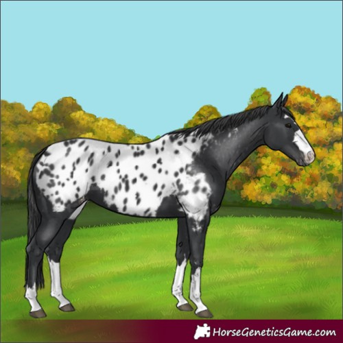 Horse Color:Black Appaloosa 