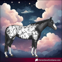 Horse Color:Black Near Leopard 