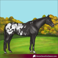 Horse Color:Smoky Black Appaloosa 