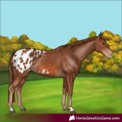 Horse Color:Chestnut Appaloosa