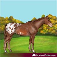 Horse Color:Chestnut Appaloosa