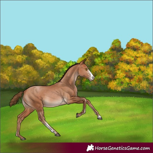 Horse Color:Bay Pearl Sabino Rabicano 