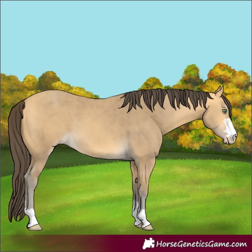 Horse Color:Amber Cream Champagne 