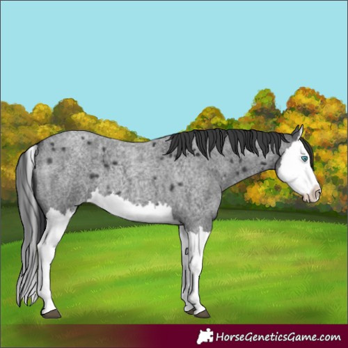Horse Color:Blue Roan Splash 