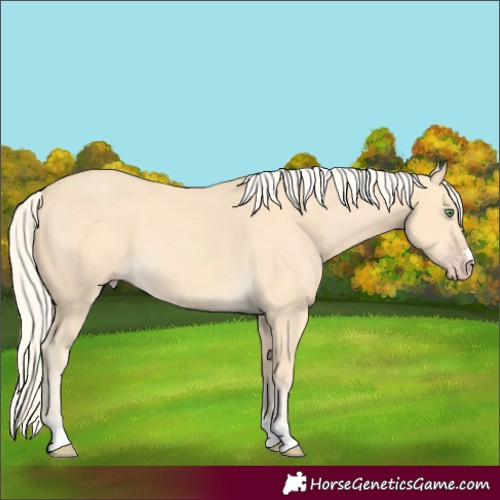 Horse Color:Gold Cream Champagne 
